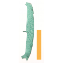 Peau Flanc de Crocodile Vert d'eau
