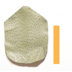 Autruche Vert moyen