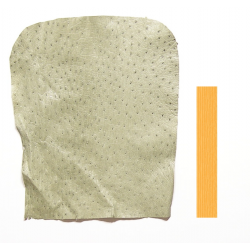 Autruche Vert pastel