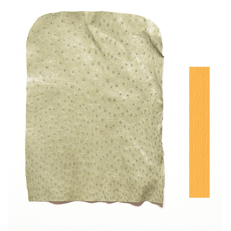 Autruche Vert pastel