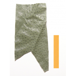 Autruche Vert pastel