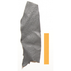 Autruche Gris Bleu