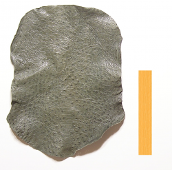 Autruche Vert Tortue