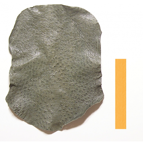 Autruche Vert Tortue