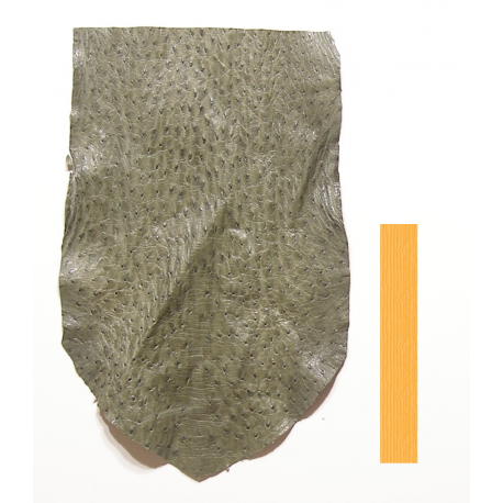Autruche Vert Tortue
