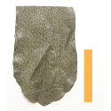 Autruche Vert Tortue